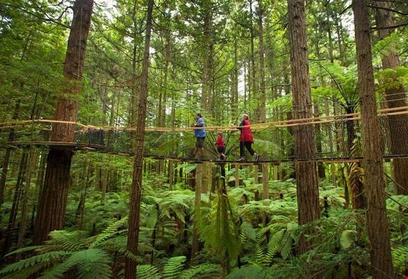 Exploring Rotorua's Redwoods